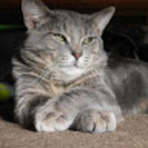 Meet your Posher, Elizabeth